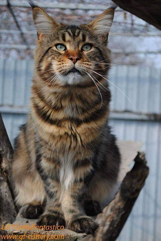 Erny Arkiza*PL - maine-coon