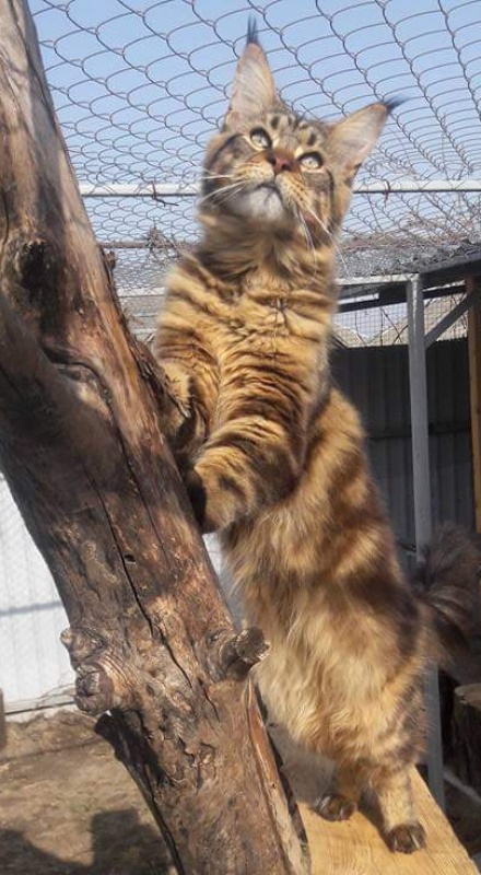 Erny Arkiza*PL - maine-coon