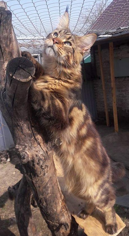 Erny Arkiza*PL - maine-coon