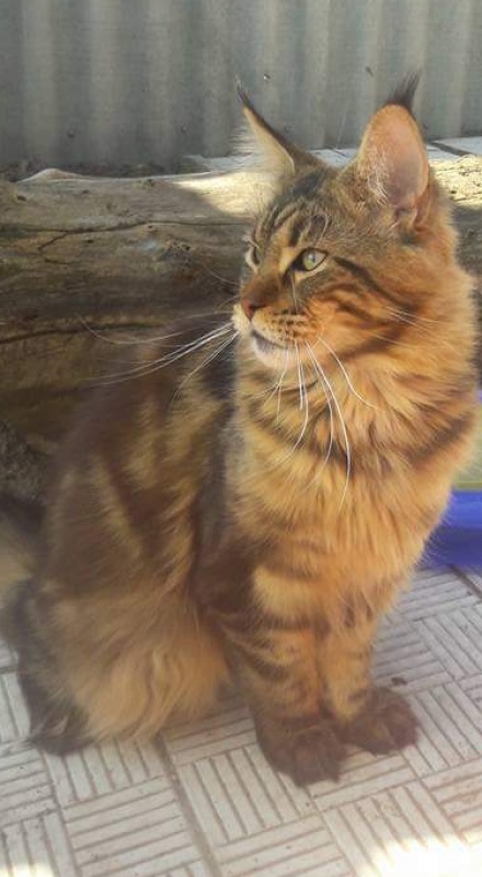 Erny Arkiza*PL - maine-coon