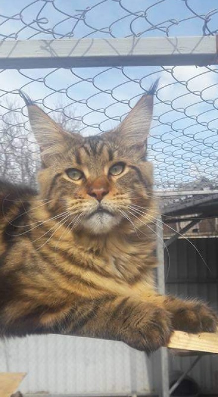 Erny Arkiza*PL - maine-coon