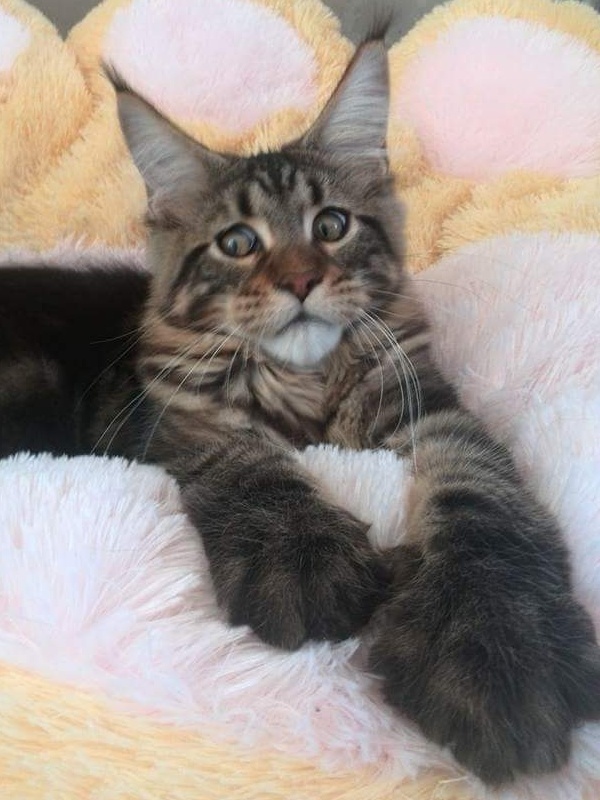 Erny Arkiza*PL - maine-coon