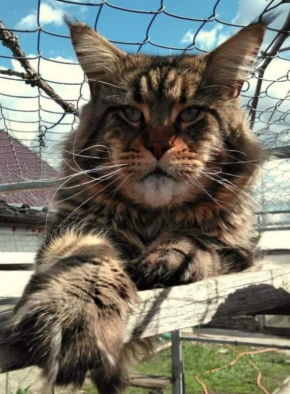 Erny Arkiza*PL - maine-coon