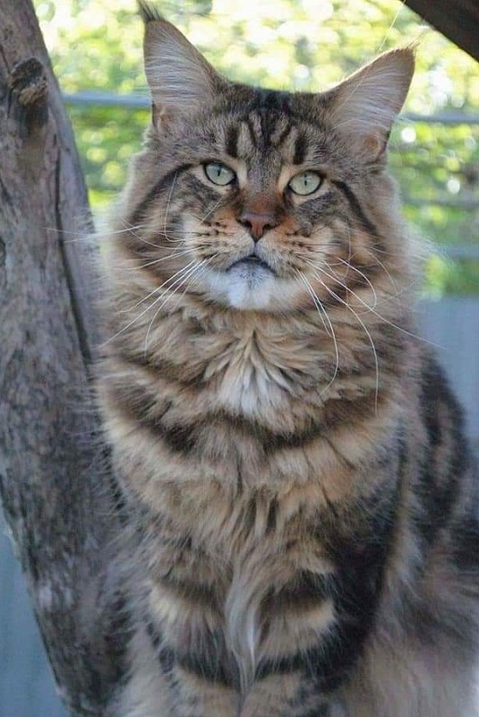 Erny Arkiza*PL - maine-coon
