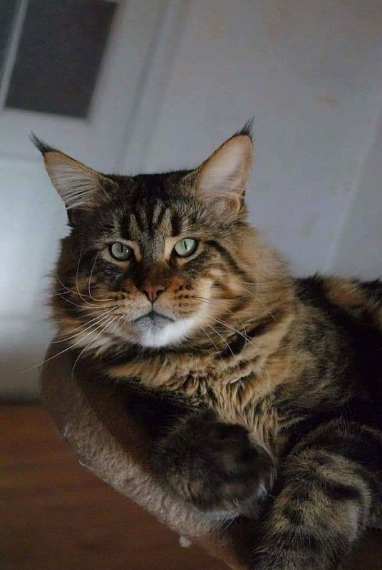 Erny Arkiza*PL - maine-coon
