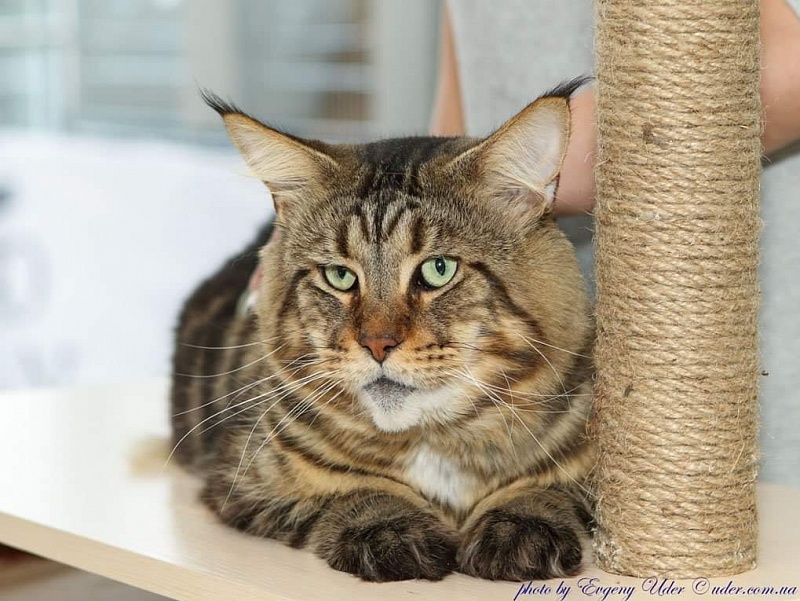 Erny Arkiza*PL - maine-coon