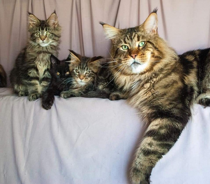 Erny Arkiza*PL - maine-coon