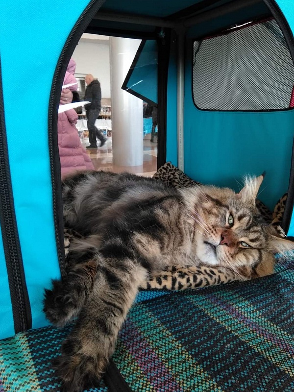 Erny Arkiza*PL - maine-coon