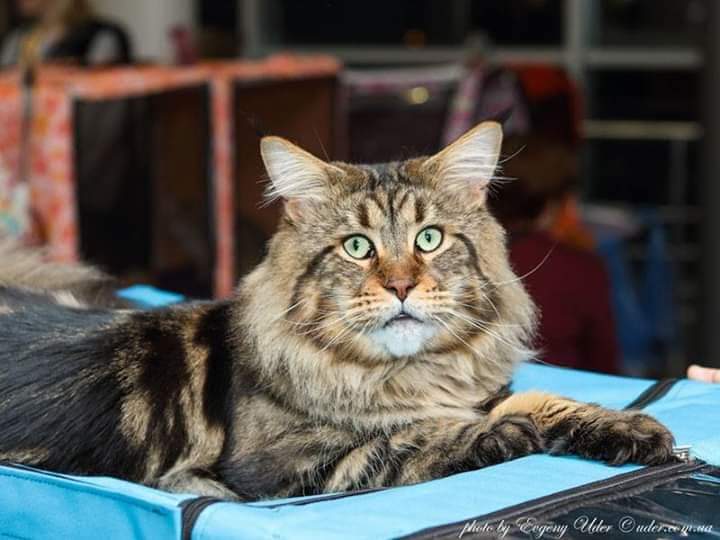 Erny Arkiza*PL - maine-coon