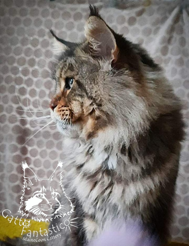 Erny Arkiza*PL - Adult maine-coon 6 years 8 months 3 weeks
