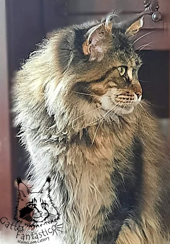 Gatto Fantastico Barcelona - мейн-кун