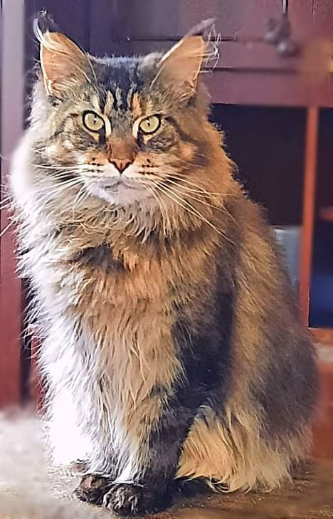 Gatto Fantastico Barcelona - мейн-кун