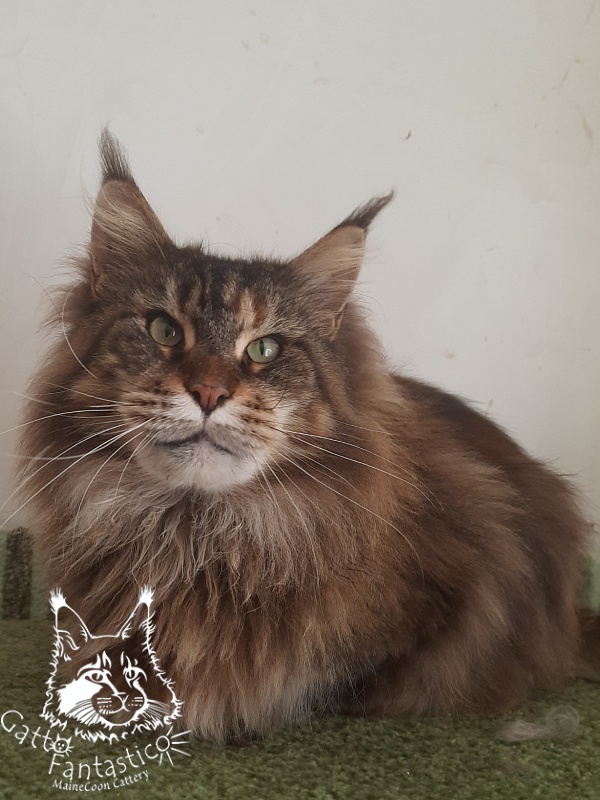 Gatto Fantastico Barcelona - Дорослий мейн-кун 3 роки 1 місяць 1,5 тиждень