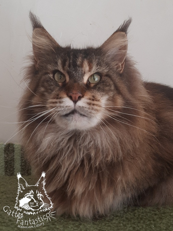 Gatto Fantastico Barcelona - Дорослий мейн-кун 3 роки 1 місяць 1,5 тиждень