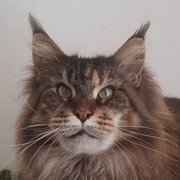 Gatto Fantastico Barcelona