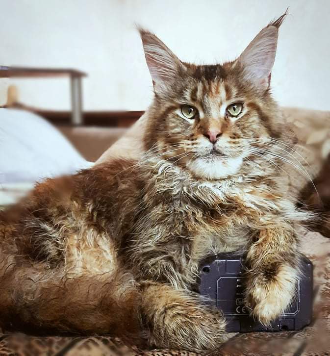 Gatto Fantastico Rivelina - мейн-кун