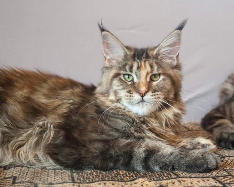 Gatto Fantastico Rivelina - мейн-кун