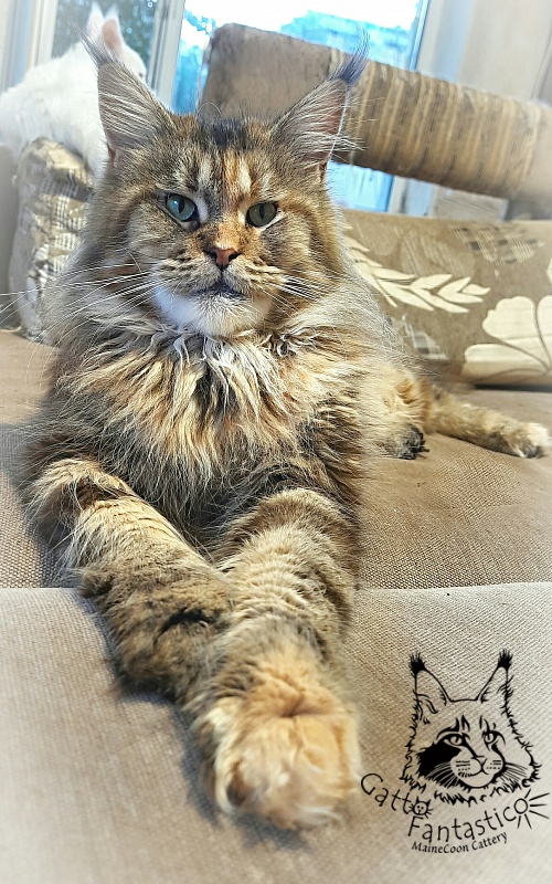 Gatto Fantastico Rivelina - Дорослий мейн-кун 2,5 роки 1,5 тиждень