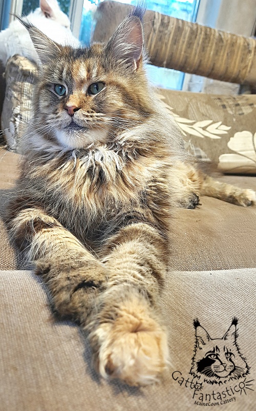 Gatto Fantastico Rivelina - Дорослий мейн-кун 2,5 роки 1,5 тиждень