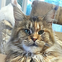 Gatto Fantastico Rivelina