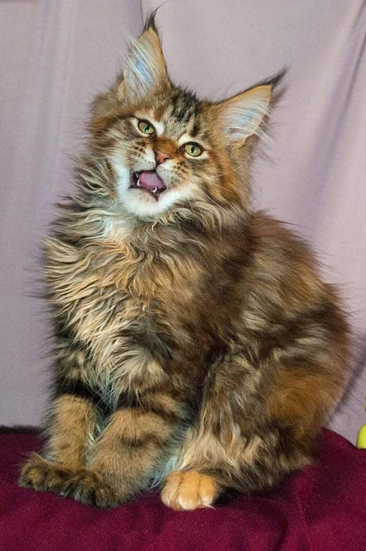 Gatto Fantastico Rivelina - мейн-кун