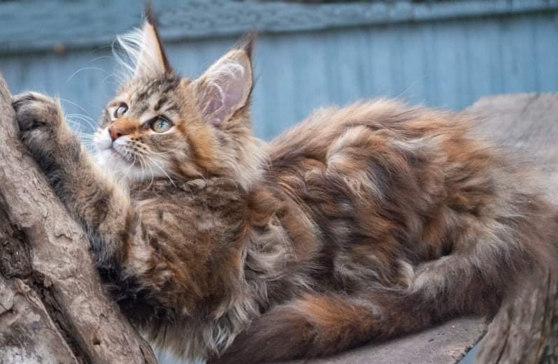 Gatto Fantastico Rivelina - мейн-кун