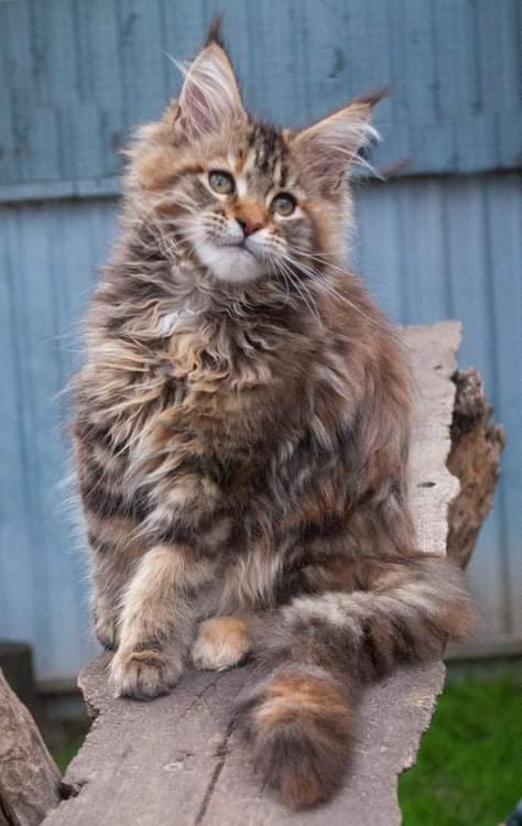 Gatto Fantastico Rivelina - мейн-кун