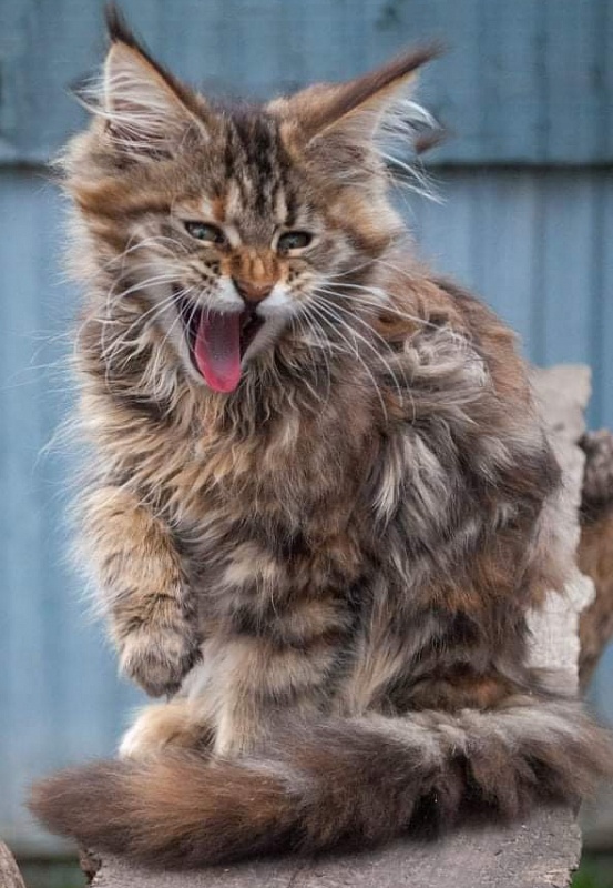 Gatto Fantastico Rivelina - мейн-кун