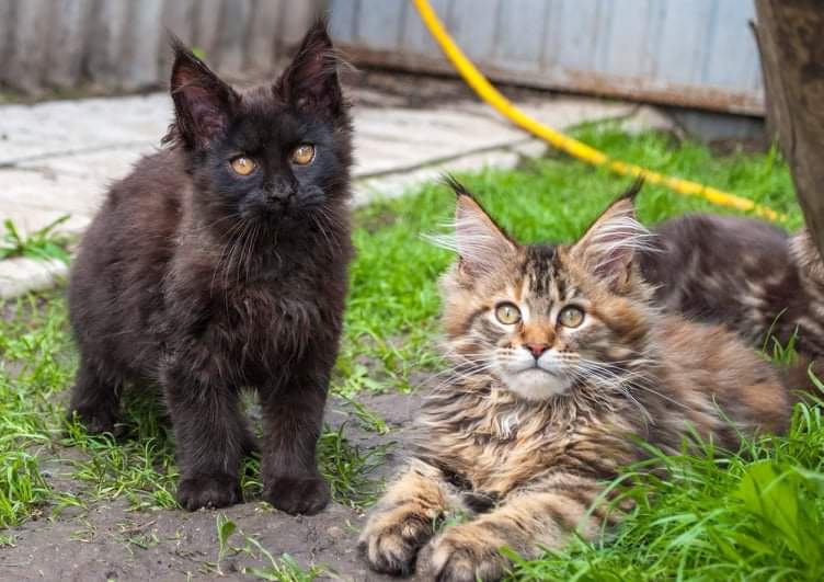 Gatto Fantastico Rivelina - мейн-кун