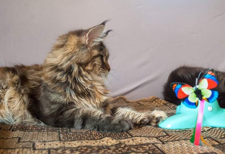 Gatto Fantastico Rivelina - мейн-кун