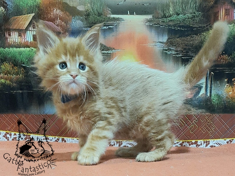 Gatto Fantastico Eros - Kitten maine-coon 1 month 2 weeks