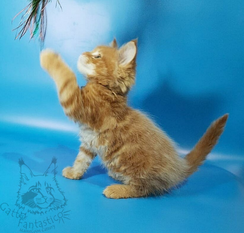 Gatto Fantastico Eros - Kitten maine-coon 1 month 3.5 weeks