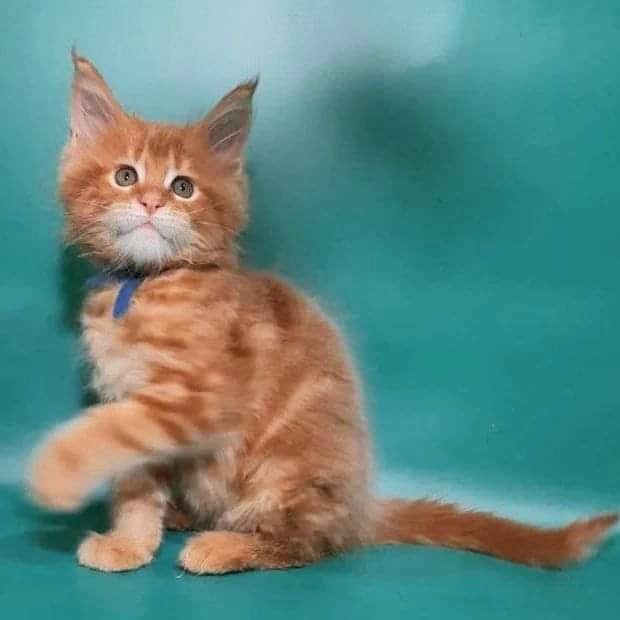 Gatto Fantastico Eros - Kitten maine-coon 2 months 0.5 weeks