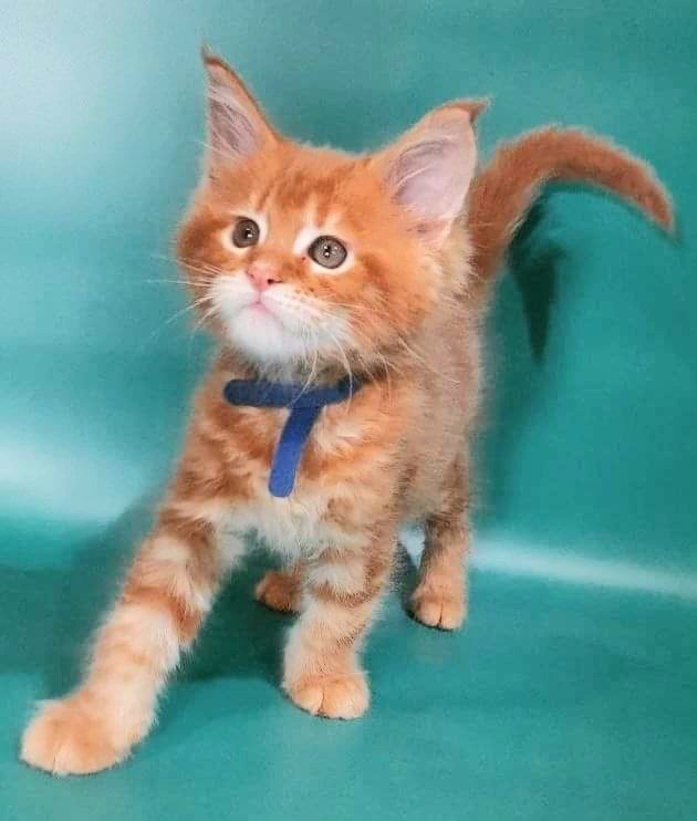 Gatto Fantastico Eros - Kitten maine-coon 2 months 0.5 weeks