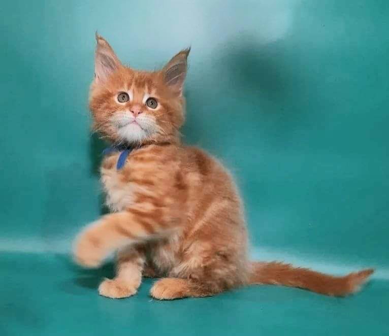 Gatto Fantastico Eros - Kitten maine-coon 2 months 0.5 weeks