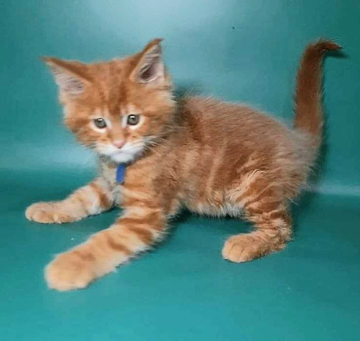 Gatto Fantastico Eros - Kitten maine-coon 2 months 0.5 weeks