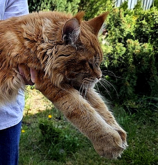 Gatto Fantastico Eros - Adult maine-coon 3 years 1 month 1 week