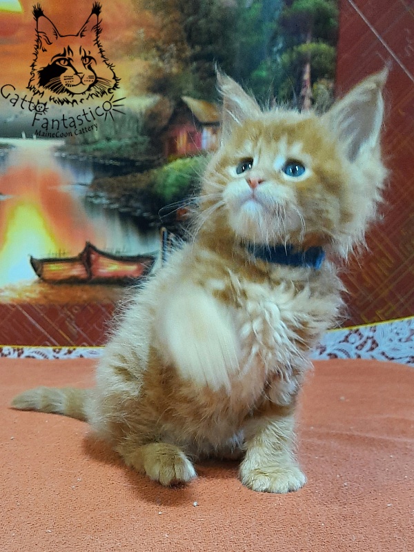 Gatto Fantastico Eros - Kitten maine-coon 1 month 2 weeks