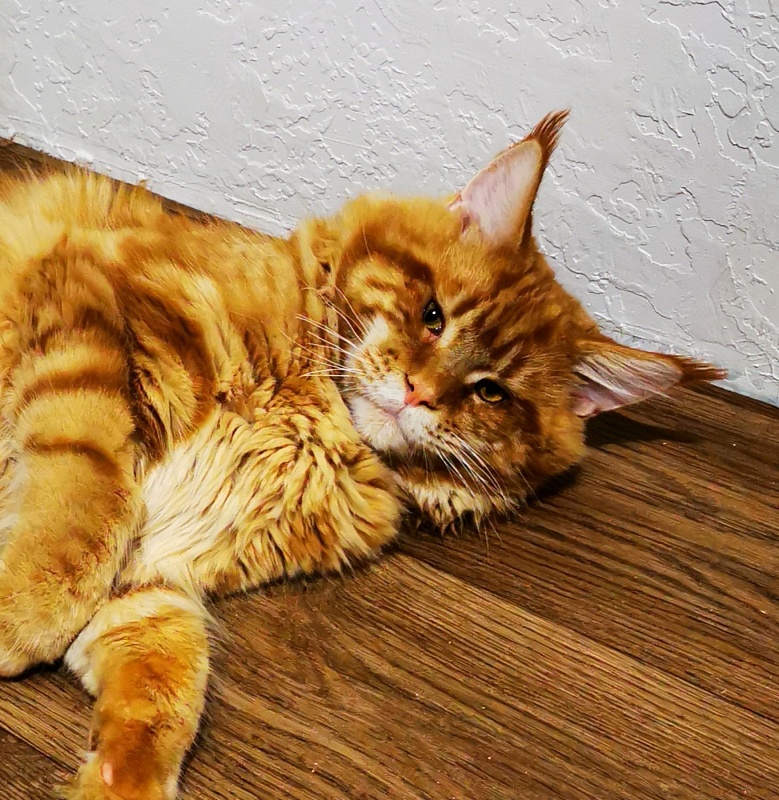 Gatto Fantastico Eros - Adult maine-coon 3 years 1 month 1 week