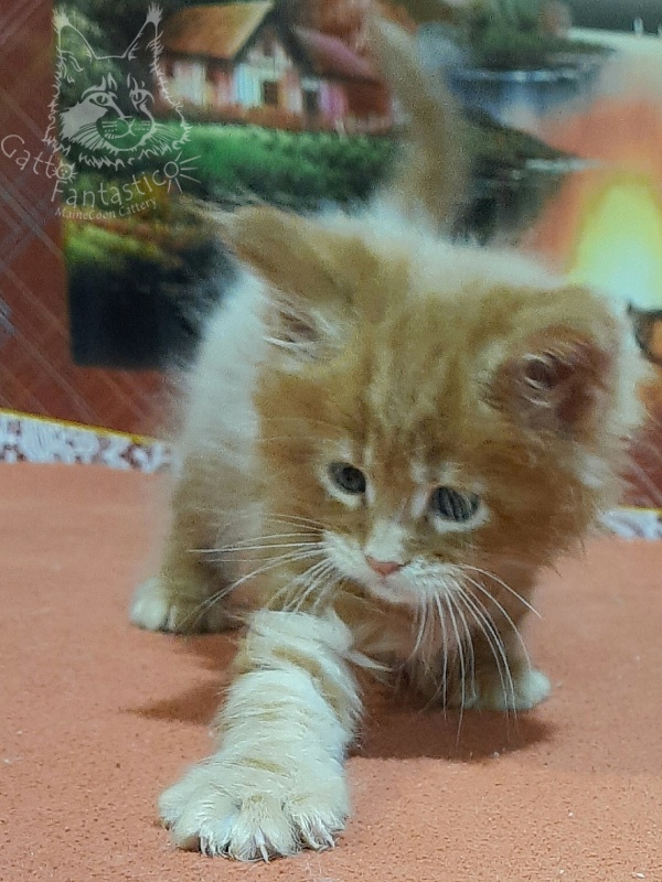 Gatto Fantastico Eros - Kitten maine-coon 1 month 2 weeks