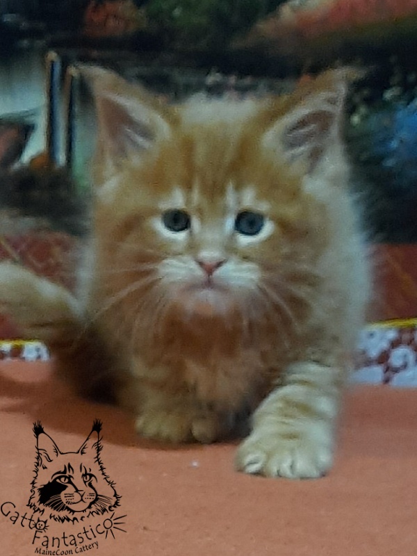 Gatto Fantastico Eros - Kitten maine-coon 1 month 2 weeks
