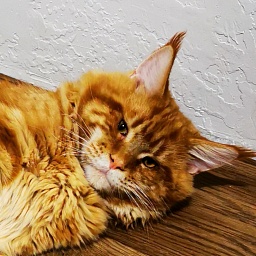 Gatto Fantastico Eros