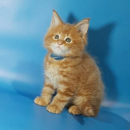 Gatto Fantastico Eros - Kitten maine-coon 1 month 3.5 weeks