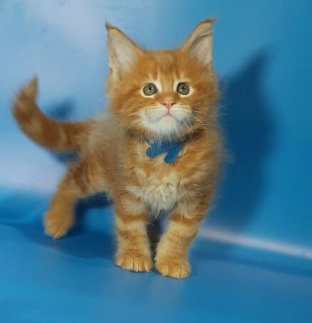 Gatto Fantastico Eros - Kitten maine-coon 1 month 3.5 weeks