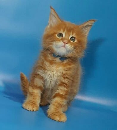 Gatto Fantastico Eros - Kitten maine-coon 1 month 3.5 weeks