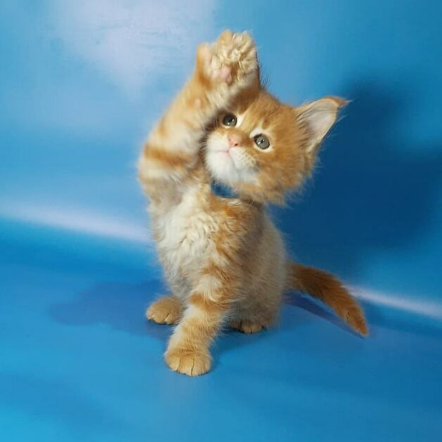 Gatto Fantastico Eros - Kitten maine-coon 1 month 3.5 weeks