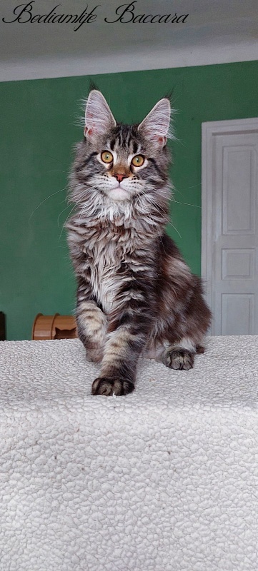 Bodiamlife Baccara - Kitten maine-coon 4 months 3.5 weeks
