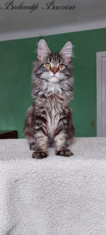 Bodiamlife Baccara - Kitten maine-coon 4 months 3.5 weeks