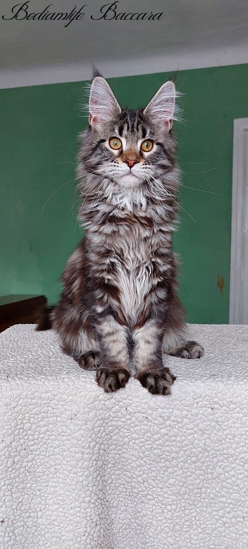 Bodiamlife Baccara - Kitten maine-coon 4 months 3.5 weeks