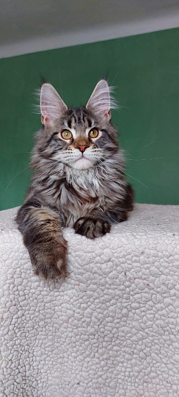 Bodiamlife Baccara - Kitten maine-coon 4 months 3.5 weeks